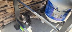 Found/Stray Unknown Cat last seen Brock Circle, Ringgold, GA 30736