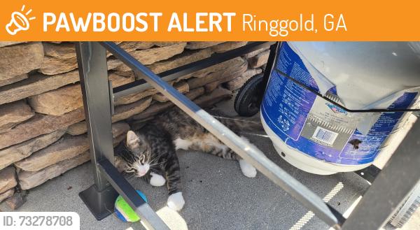 Found/Stray Unknown Cat last seen Brock Circle, Ringgold, GA 30736
