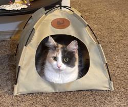 Reunited Female Cat last seen Se salmon by david douglas high school, Portland, OR 97236