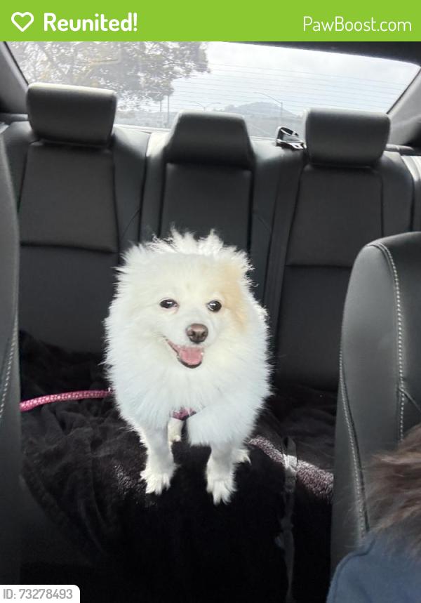 Reunited Female Dog last seen Near Paris St, San Francisco, CA 94112, USA, San Francisco, CA 94112