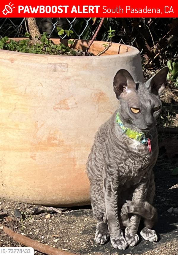 Lost Female Cat last seen on Oxley between Park and Marengo, South Pasadena, CA 91030