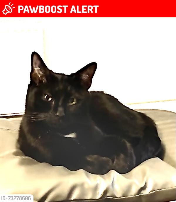 Lost Male Cat last seen B95 6EQ, Wootton Wawen, England B95 6EQ