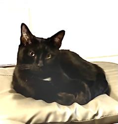 Lost Male Cat last seen B95 6EQ, Wootton Wawen, England B95 6EQ