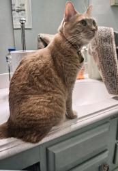 Reunited Female Cat last seen Aberdeen Rd & Inverness Rd, Monroe, NJ 08094