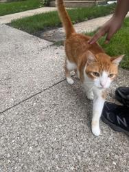 Reunited Male Cat last seen Cermak Rd, Berwyn, IL 60402