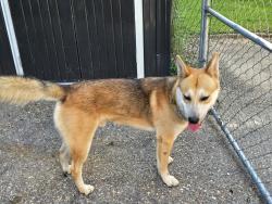 Found/Stray Male Dog last seen Dutchman Woods Drive, Mobile, AL 36695