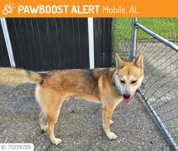Found/Stray Male Dog last seen Dutchman Woods Drive, Mobile, AL 36695