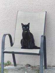 Reunited Female Cat last seen Windsor heights & Juliet, Deltona, FL 32738