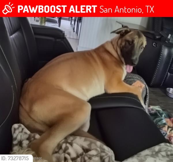 Lost Female Dog last seen Laswell, San Antonio, TX 78211