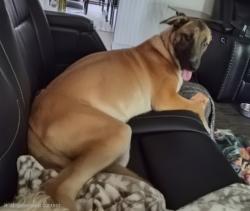 Lost Female Dog last seen Laswell, San Antonio, TX 78211