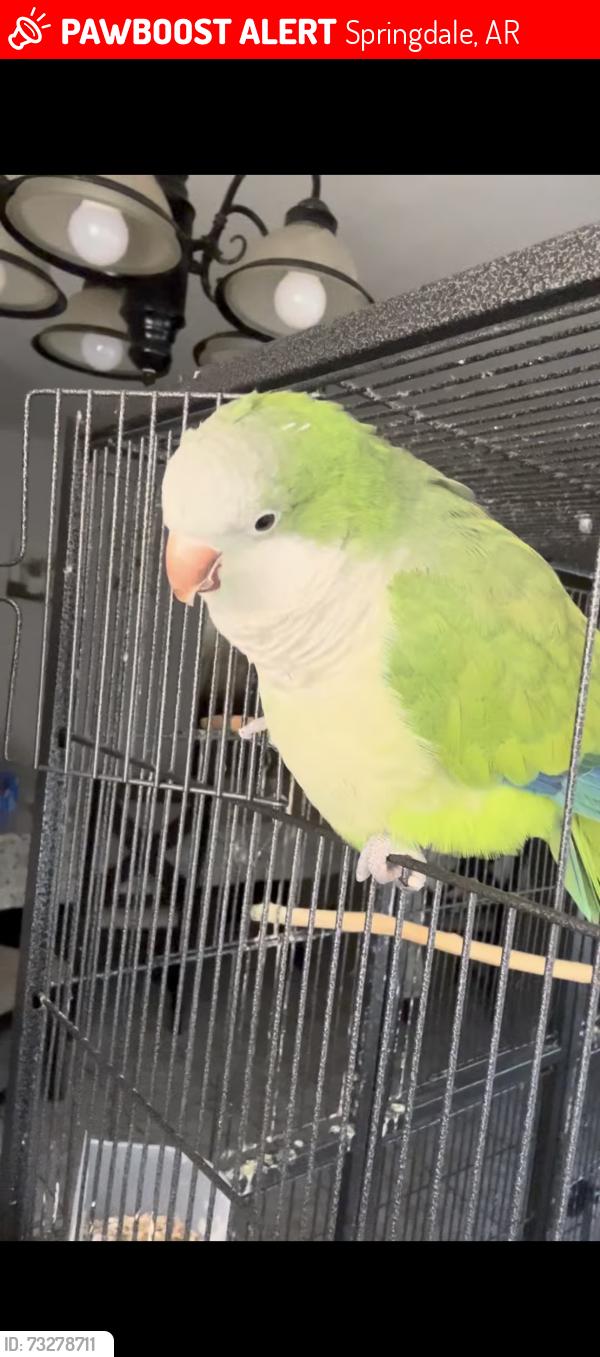 Lost Male Bird last seen Central Junior High, Springdale, AR 72762