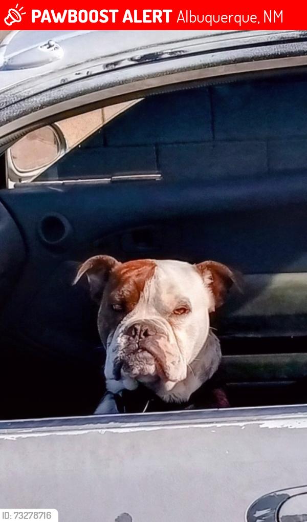 Lost Male Dog last seen Eastern Ave SE Albuquerque NM 87108, Albuquerque, NM 87116