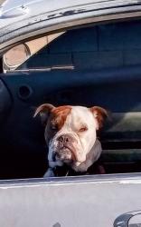 Lost Male Dog last seen Eastern Ave SE Albuquerque NM 87108, Albuquerque, NM 87116