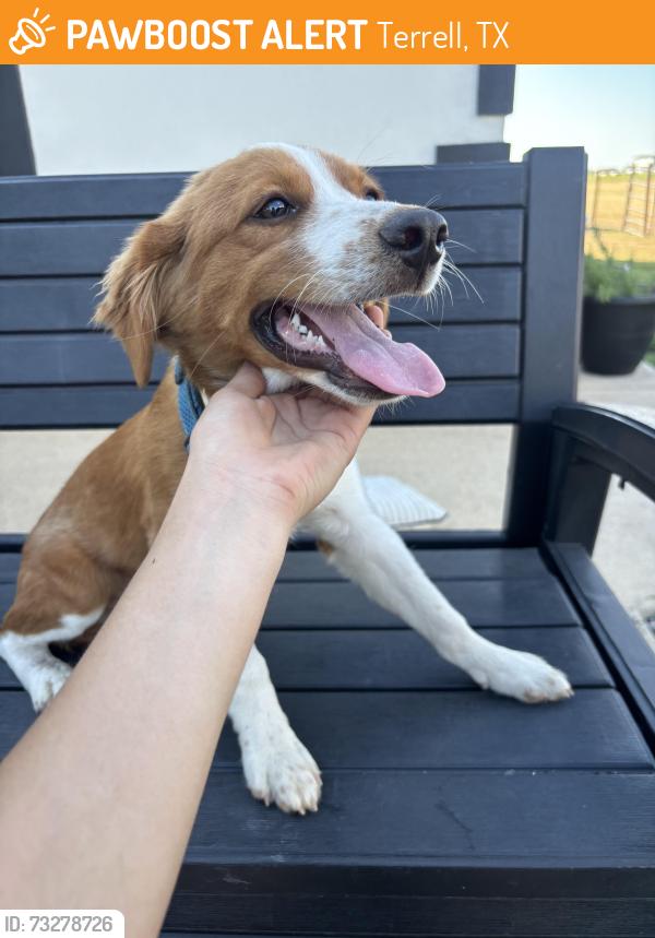 Found/Stray Male Dog last seen quilan lane, Terrell, TX 75160