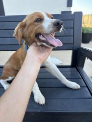 Found/Stray Male Dog last seen quilan lane, Terrell, TX 75160