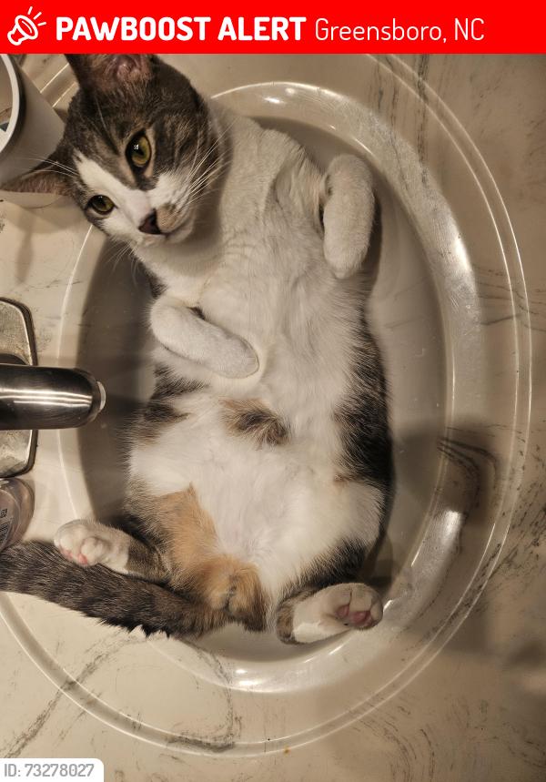Lost Male Cat last seen Milton street, Greensboro, NC 27403