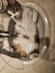 Lost Male Cat last seen Milton street, Greensboro, NC 27403