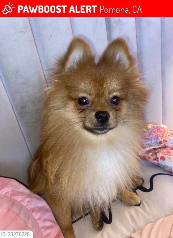 Lost Male Dog last seen Grand Ave, Pomona, CA 91766
