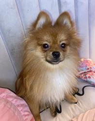 Lost Male Dog last seen Grand Ave, Pomona, CA 91766