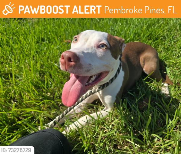 Found/Stray Female Dog last seen Sheridan and 172nd, Pembroke Pines, FL 33025