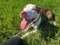 Found/Stray Female Dog last seen Sheridan and 172nd, Pembroke Pines, FL 33025