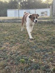 Shelter Stray Female Dog last seen Stonegate St and Cummings, City of Alvarado, TX, 602 S Pkwy Dr, Alvarado, TX 76009, USA