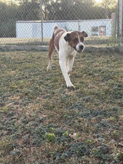 Shelter Stray Female Dog last seen Stonegate St and Cummings, City of Alvarado, TX, 602 S Pkwy Dr, Alvarado, TX 76009, USA