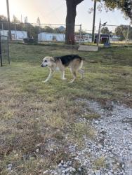 Shelter Stray Female Dog last seen Stonegate St and Cummings, City of Alvarado, TX, 602 S Pkwy Dr, Alvarado, TX 76009, USA