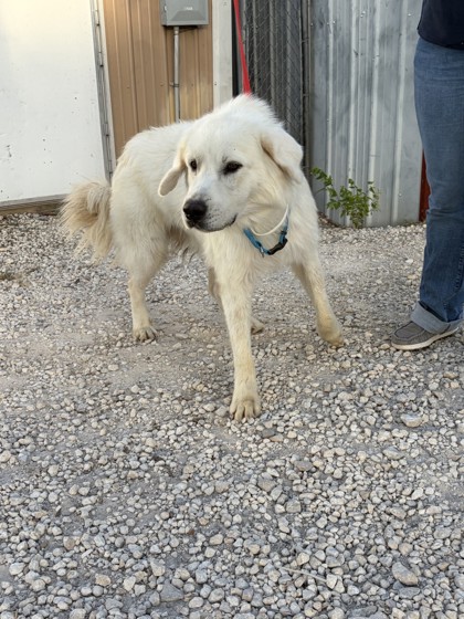 Shelter Stray Male Dog last seen Holiday Inn, City of Alvarado, TX, 602 S Pkwy Dr, Alvarado, TX 76009, USA