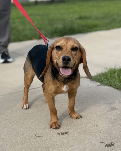 Shelter Stray Female Dog last seen Mount Hope, WV, 25880, Valley Loop, Other, WV, 4500 West Ox Rd, Fairfax, VA 22030, USA