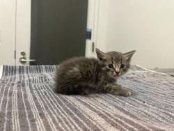 Shelter Stray Male Cat last seen 75th and Monroe Ave, KCMO, 64132, 64132, MO, 7077 Elmwood Ave, Kansas City, MO 64132, USA