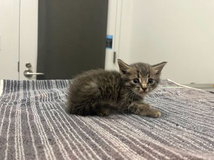 Shelter Stray Male Cat last seen 75th and Monroe Ave, KCMO, 64132, 64132, MO, 7077 Elmwood Ave, Kansas City, MO 64132, USA