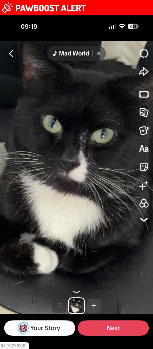 Lost Male Cat last seen Camphill shopper, Warwickshire, England CV10 9AX