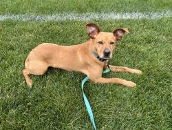 Reunited Male Dog last seen Cross Hill Rd Monroe ct, Monroe, CT 06468