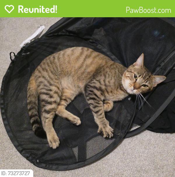 Reunited Male Cat last seen Green River Trail, Kent, WA, USA, Kent, WA 98030