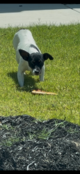 Found/Stray Unknown Dog last seen Near Dibble Ave, Godley, TX Silo Mills Subdivision, Joshua, TX 76058