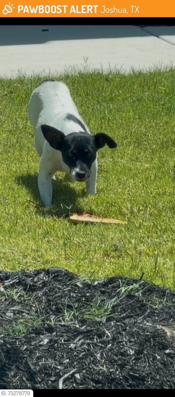 Found/Stray Unknown Dog last seen Near Dibble Ave, Godley, TX Silo Mills Subdivision, Joshua, TX 76058