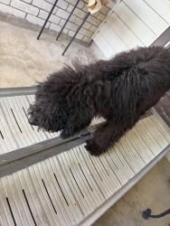 Found/Stray Unknown Dog last seen Woodstone subdivision, San Antonio, TX 78233