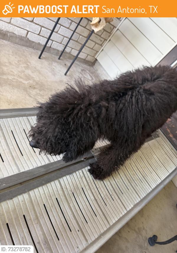 Found/Stray Unknown Dog last seen Woodstone subdivision, San Antonio, TX 78233