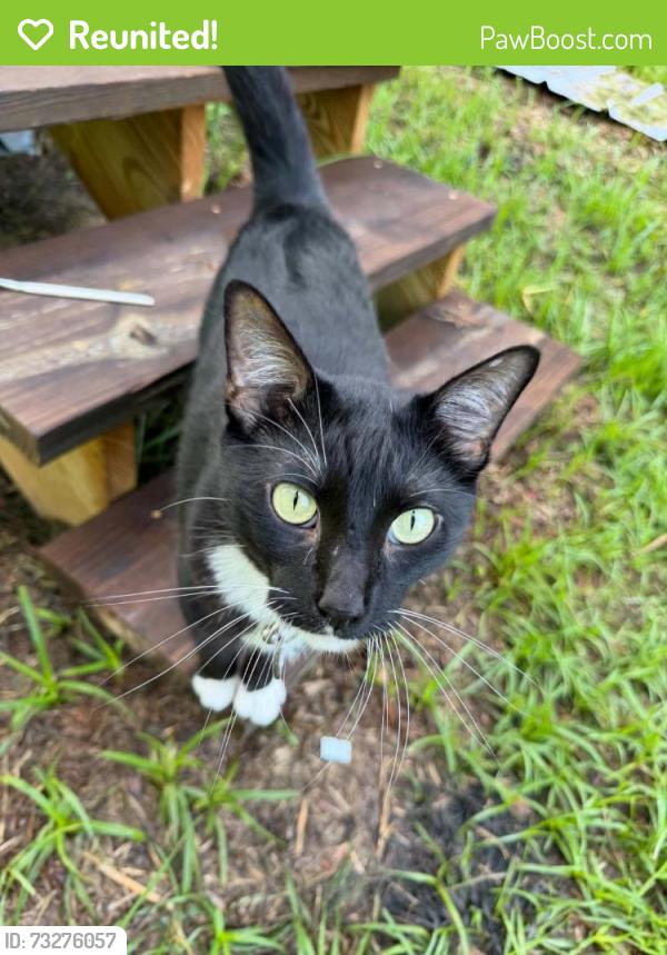 Reunited Male Cat last seen Lake Josephine Dr, Highlands County, FL 33875