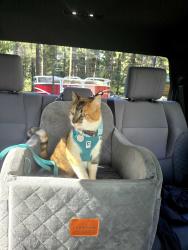 Lost Female Cat last seen Yama way & Greenhorn, Grass Valley CA, Grass Valley, CA 95945