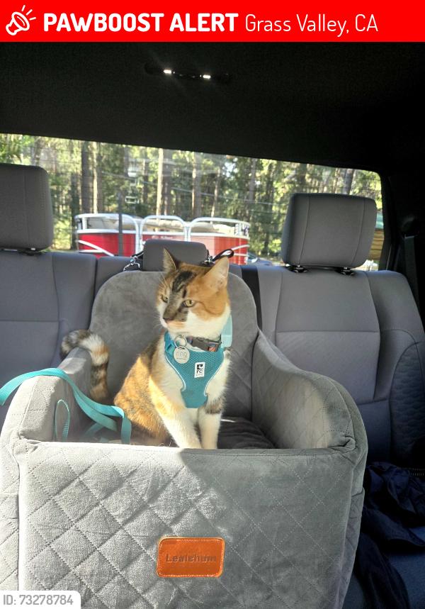 Lost Female Cat last seen Yama way & Greenhorn, Grass Valley CA, Grass Valley, CA 95945