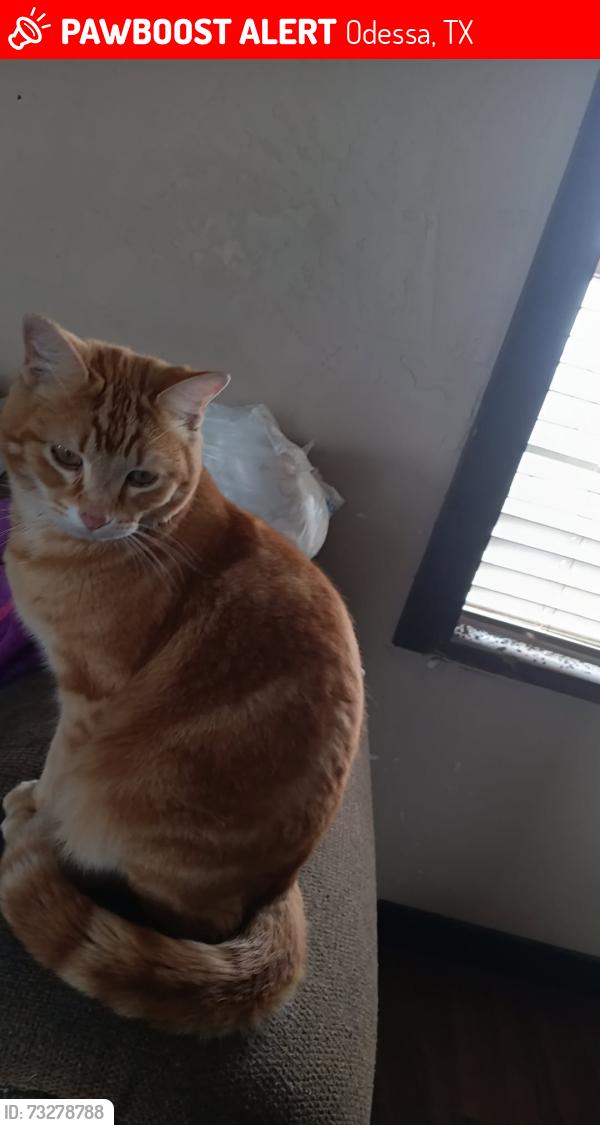 Lost Male Cat last seen Gallant fox ave, Odessa, TX 79763