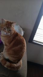 Lost Male Cat last seen Gallant fox ave, Odessa, TX 79763