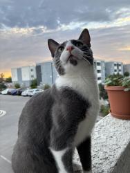 Lost Male Cat last seen (LAST SEEN BY W PORT ROYALE LN AND N 133RD LN!), Surprise, AZ 85379
