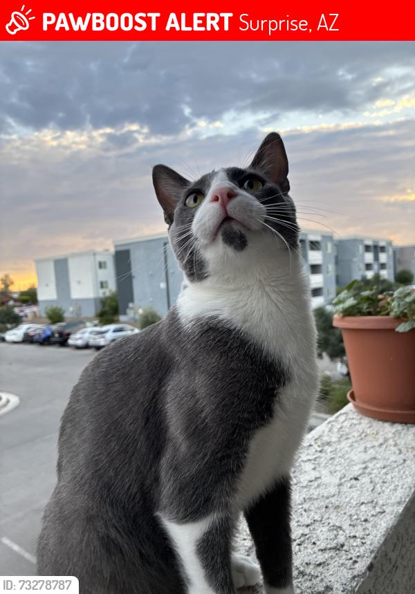 Lost Male Cat last seen (LAST SEEN BY W PORT ROYALE LN AND N 133RD LN!), Surprise, AZ 85379