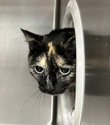 Shelter Stray Female Cat last seen NE 3rd Ave and NE Multnomah, OR, 1700 W Historic Columbia River Hwy, Troutdale, OR 97060, USA