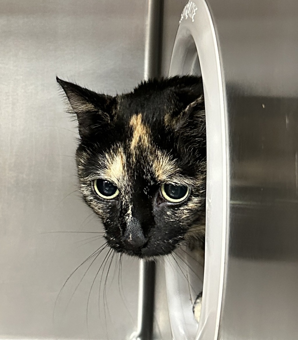 Shelter Stray Female Cat last seen NE 3rd Ave and NE Multnomah, OR, 1700 W Historic Columbia River Hwy, Troutdale, OR 97060, USA
