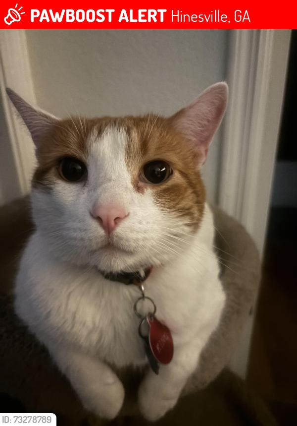 Lost Male Cat last seen Pitstop, Hinesville, GA 31313