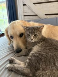 Lost Female Cat last seen Near rd, Cadillac, MI 49601
